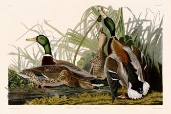 221 Mallard Duck
